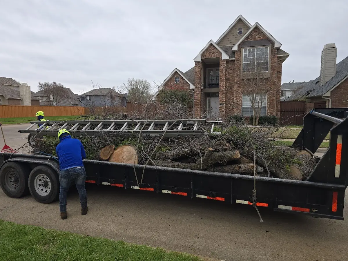 Expert Tree Removal with proper safety equipment in Buckskin
